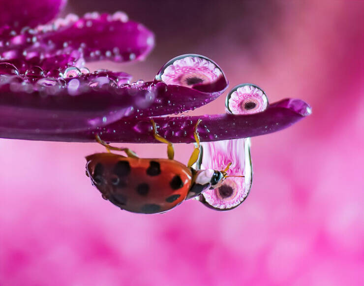 The Magic of Macro