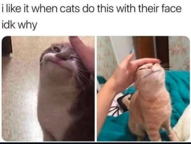 Purrfectly Hilarious Cats Purrfectly Hilarious Cats