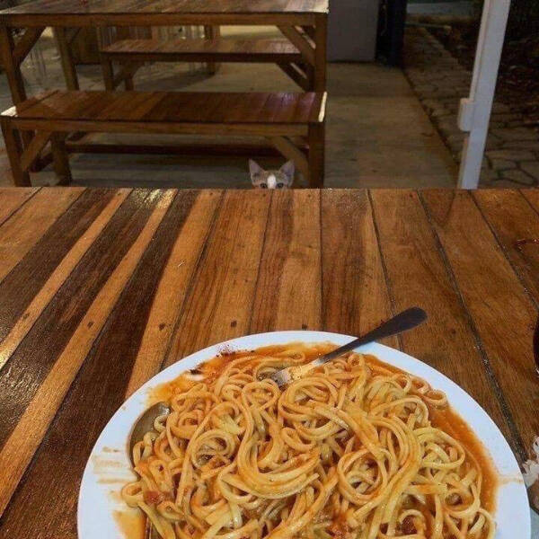 Purrfectly Hilarious Cats Purrfectly Hilarious Cats