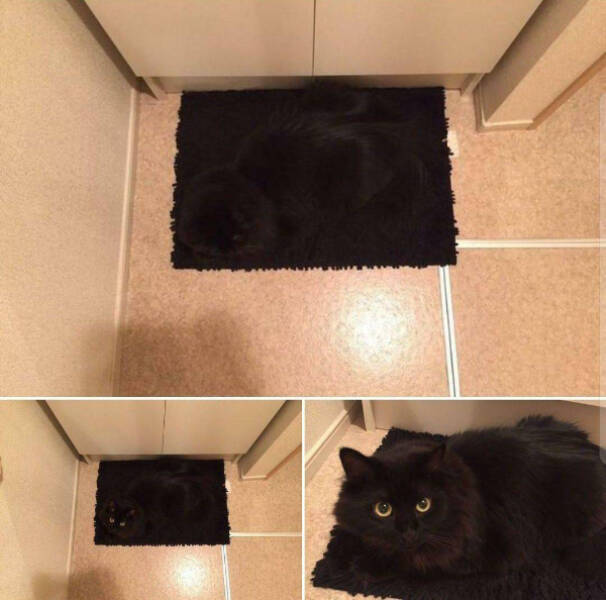 Purrfectly Hilarious Cats Purrfectly Hilarious Cats