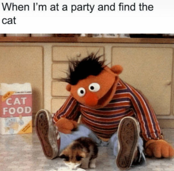 Purrfectly Hilarious Cats Purrfectly Hilarious Cats