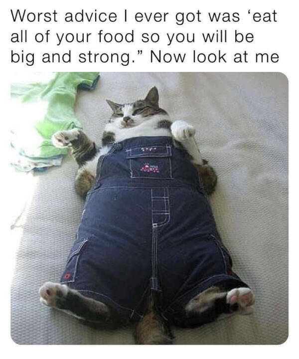 Purrfectly Hilarious Cats Purrfectly Hilarious Cats