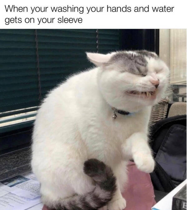 Purrfectly Hilarious Cats Purrfectly Hilarious Cats