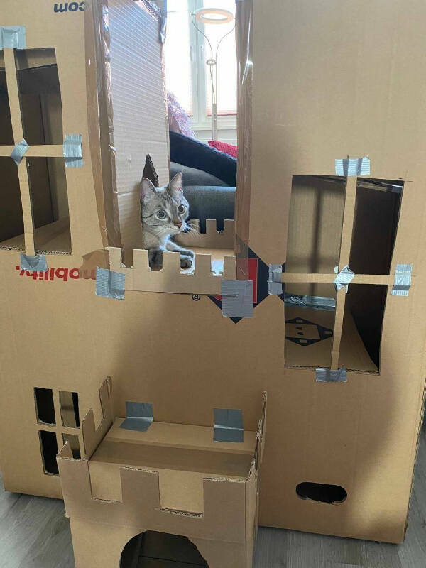 Purrfectly Hilarious Cats Purrfectly Hilarious Cats