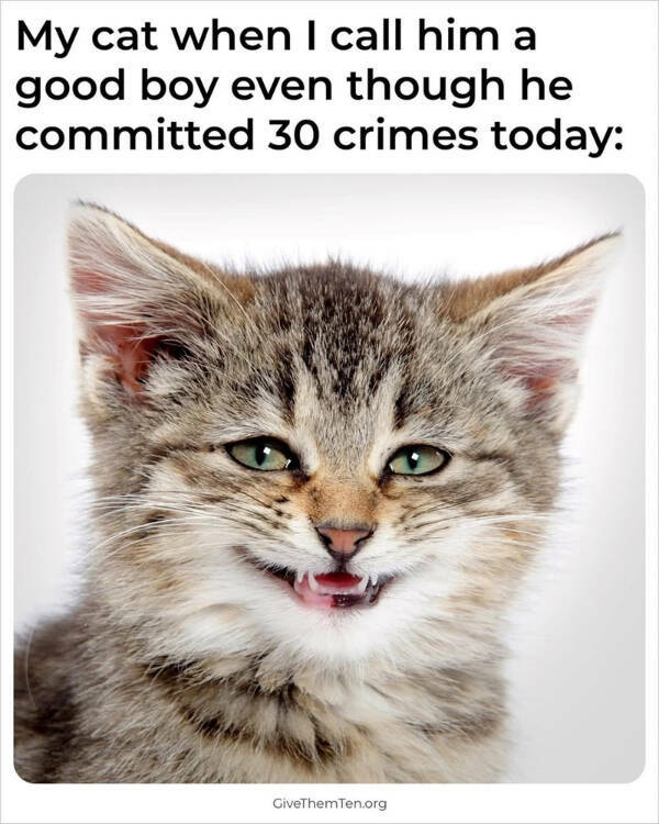 Purrfectly Hilarious Cats Purrfectly Hilarious Cats