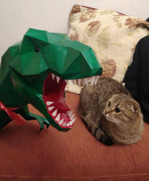 Purrfectly Hilarious Cats Purrfectly Hilarious Cats