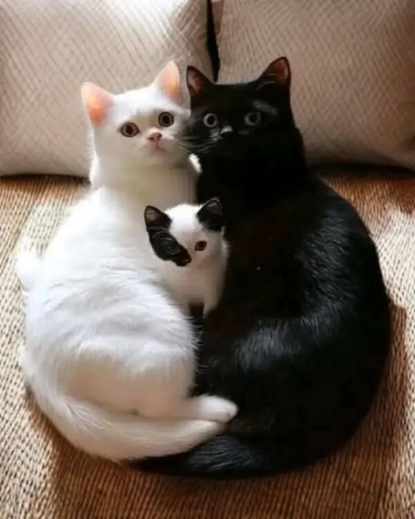 Purrfectly Hilarious Cats Purrfectly Hilarious Cats