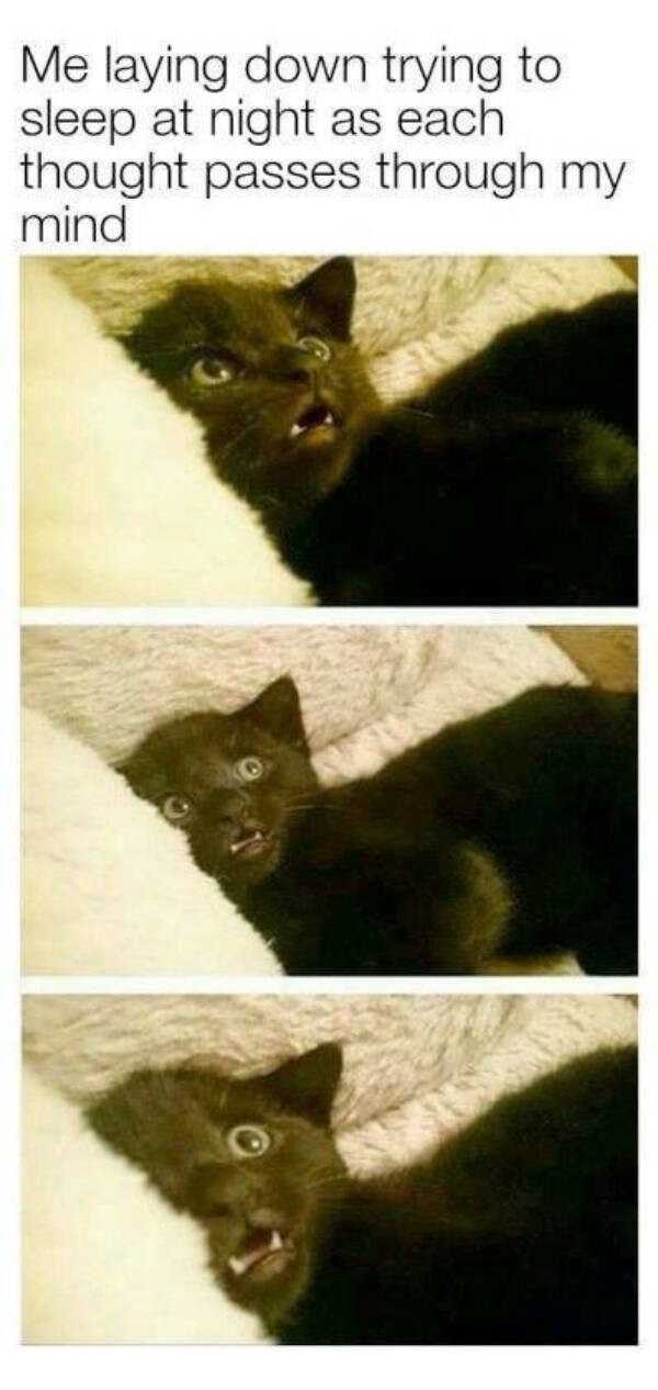 Purrfectly Hilarious Cats Purrfectly Hilarious Cats