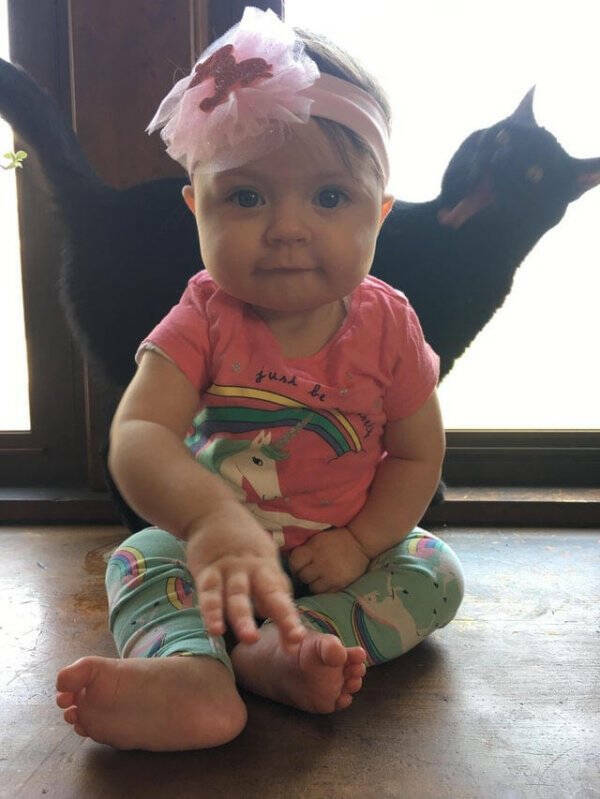 Purrfectly Hilarious Cats Purrfectly Hilarious Cats