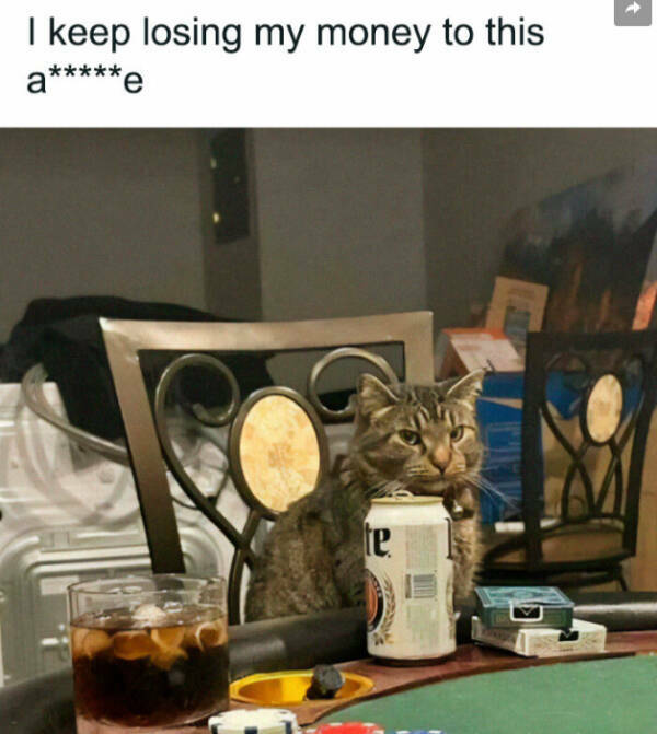 Purrfectly Hilarious Cats Purrfectly Hilarious Cats