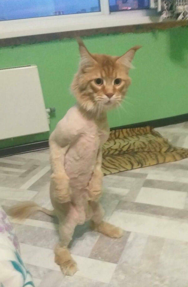 Purrfectly Hilarious Cats Purrfectly Hilarious Cats