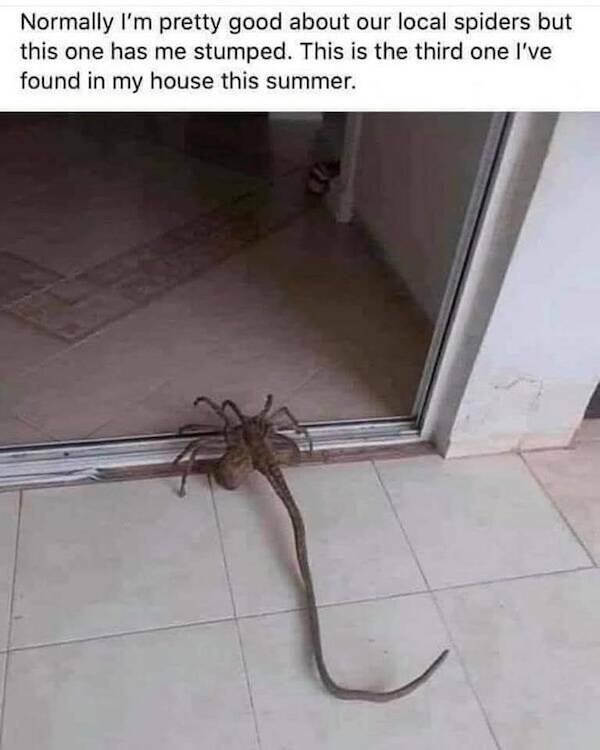 Nerdy Memes for Beautiful Weirdos