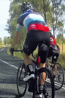 Daily Gifdump Daily Gifdump