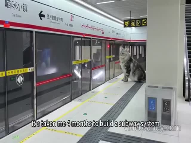 Working Subway System for Cats