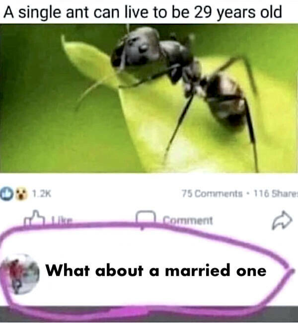 Classic Dad Grumpiness, Captured in Memes