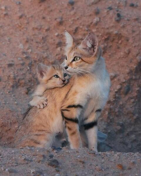 When Cuteness Strikes