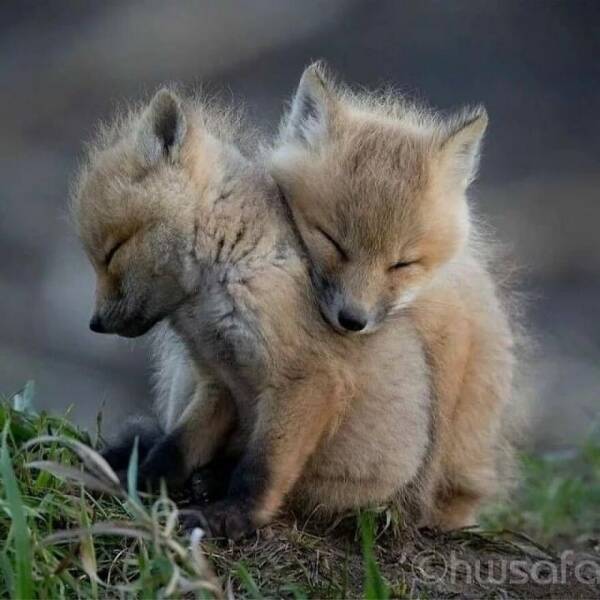 When Cuteness Strikes