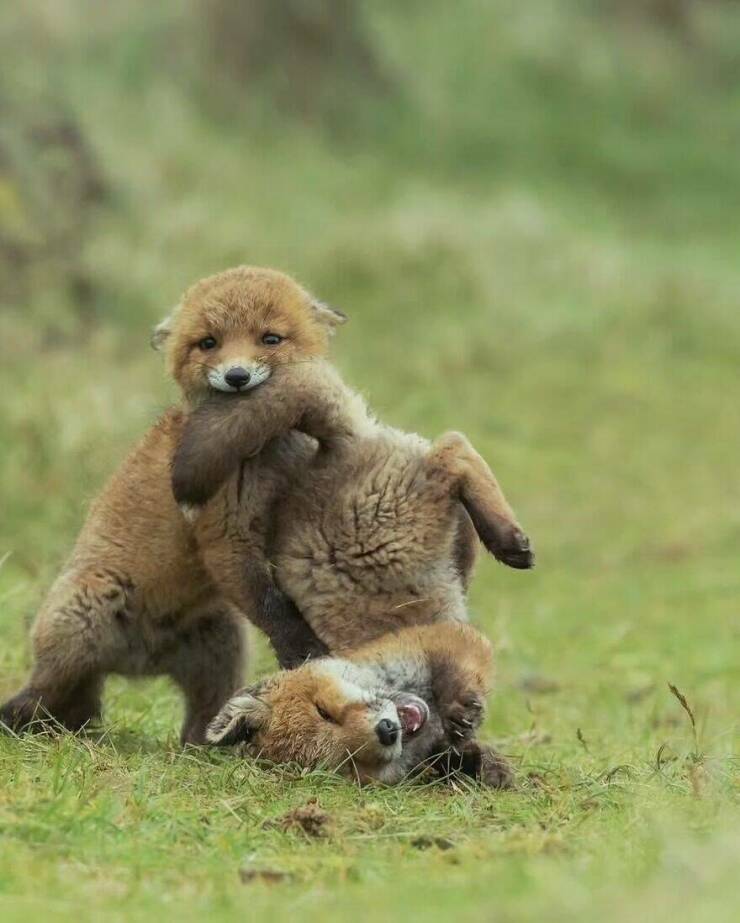 When Cuteness Strikes