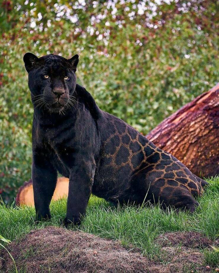 When Cuteness Strikes