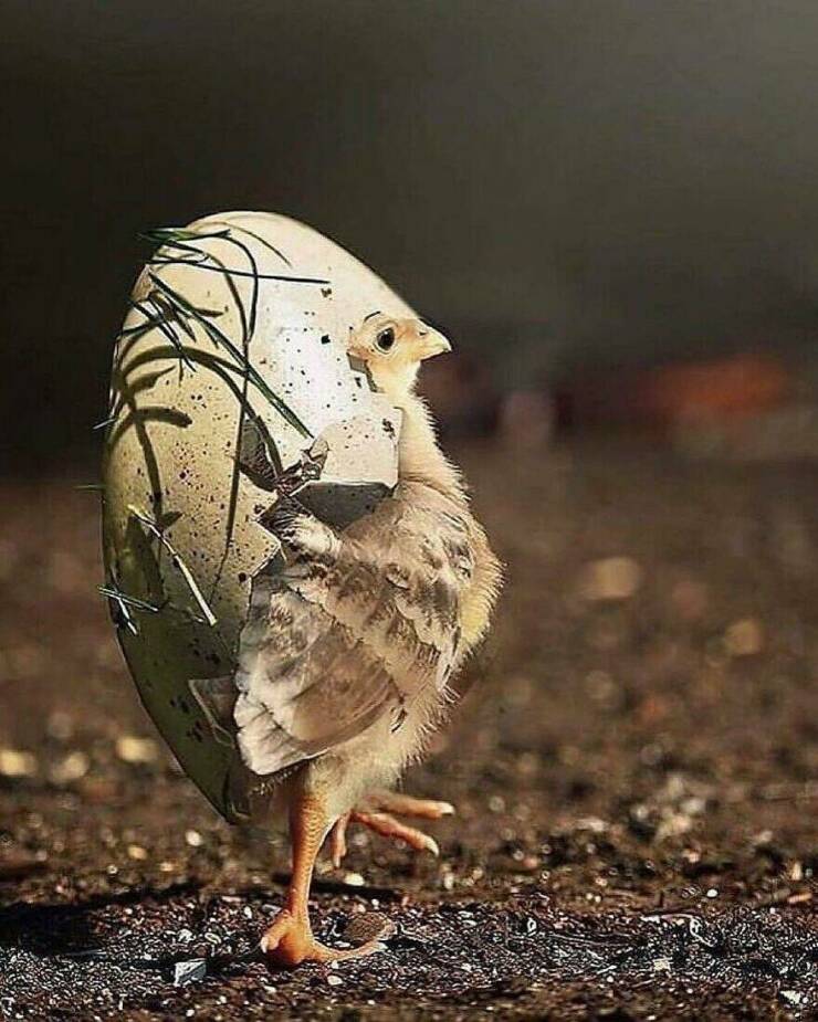 When Cuteness Strikes