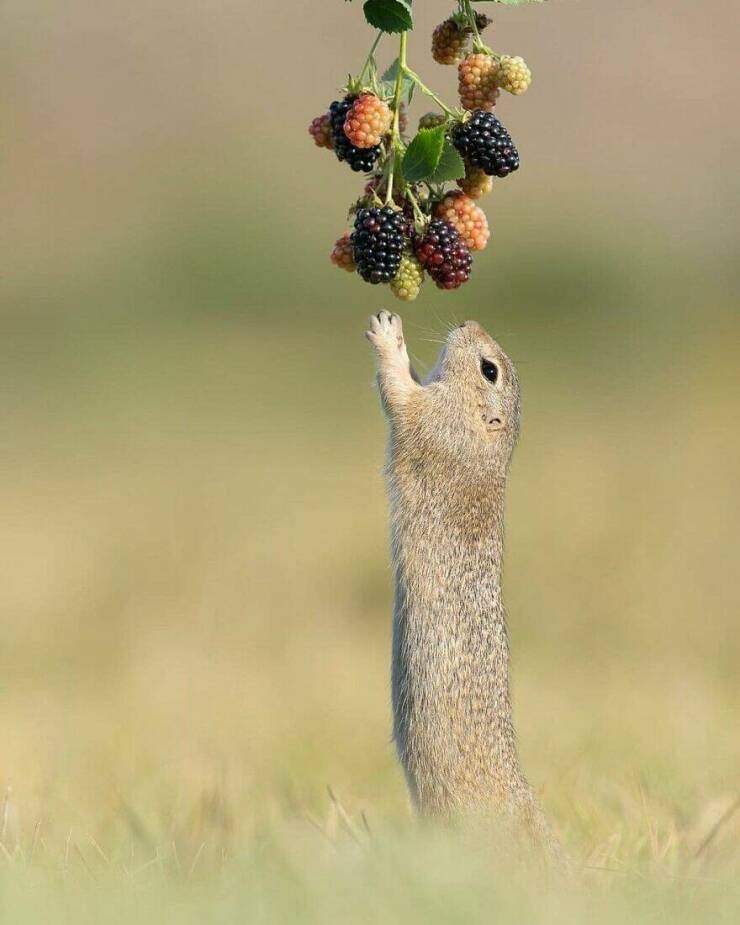 When Cuteness Strikes