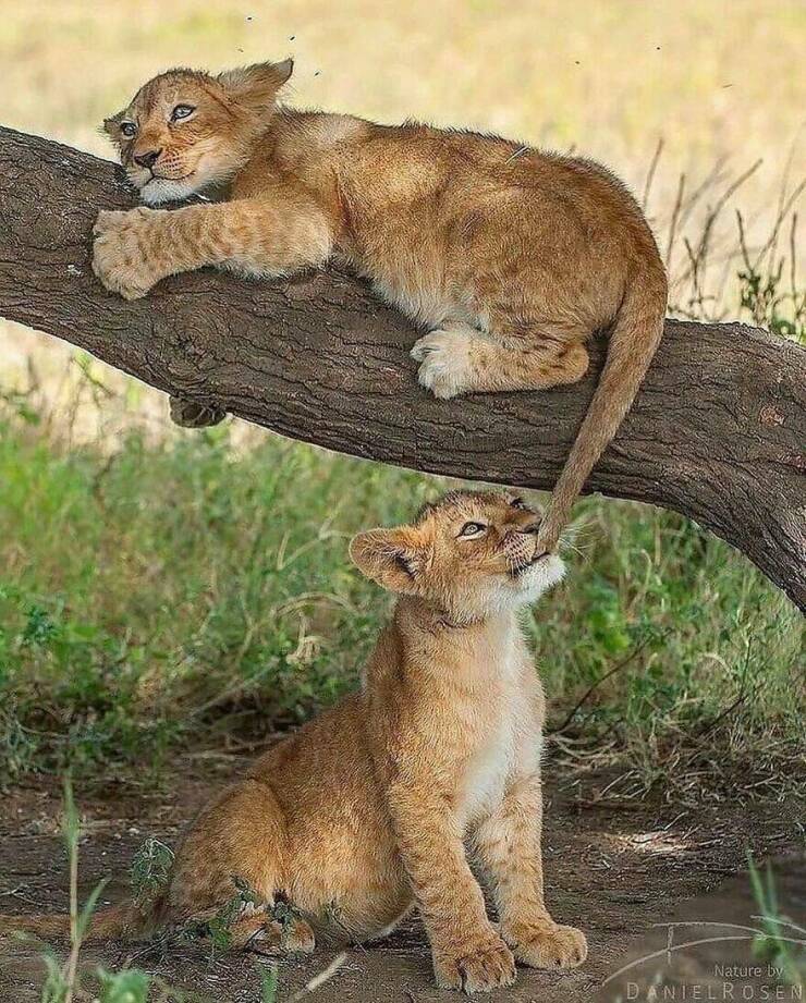 When Cuteness Strikes