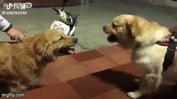 Daily Gifdump Daily Gifdump