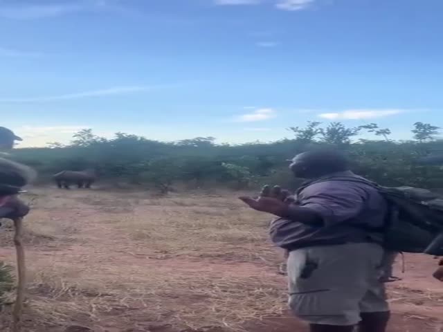 What to Do If You Encounter a Rhinoceros