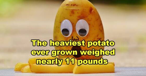 Unexpected Potato Trivia That’ll Amaze You