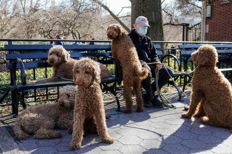 When Animals Bring Joy to City Streets
