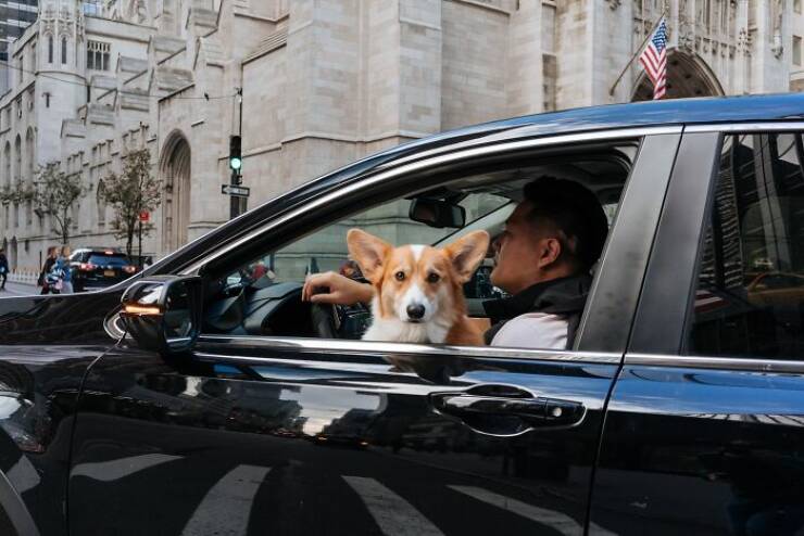 When Animals Bring Joy to City Streets