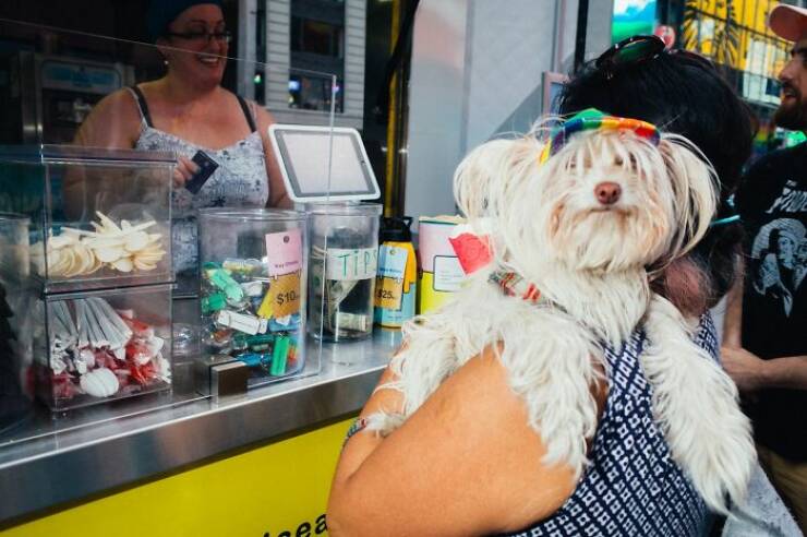 When Animals Bring Joy to City Streets
