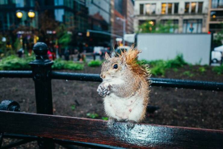When Animals Bring Joy to City Streets