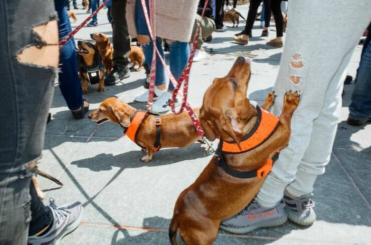 When Animals Bring Joy to City Streets