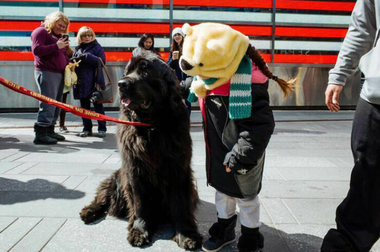 When Animals Bring Joy to City Streets