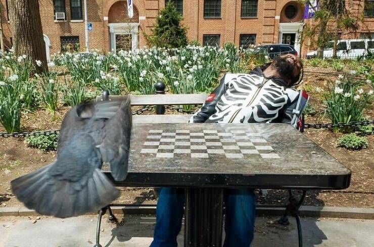 When Animals Bring Joy to City Streets