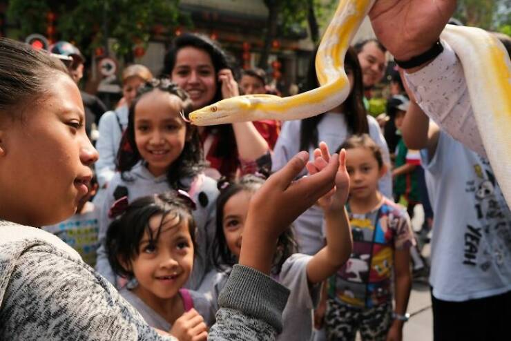 When Animals Bring Joy to City Streets