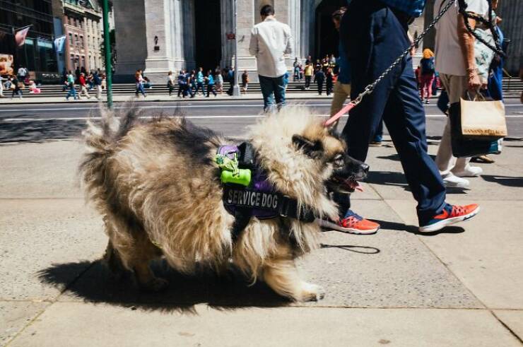 When Animals Bring Joy to City Streets
