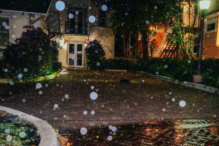 When Animals Bring Joy to City Streets