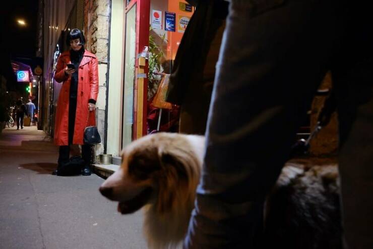 When Animals Bring Joy to City Streets