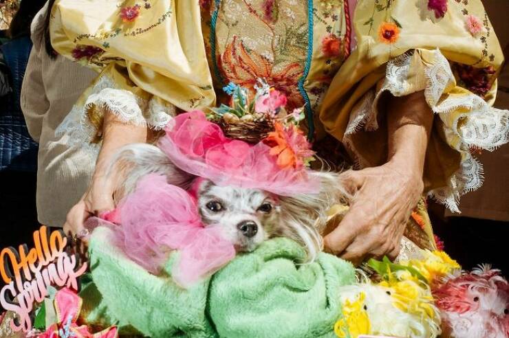 When Animals Bring Joy to City Streets