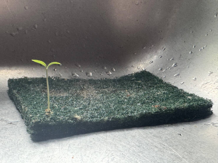 Little Things That Catch the Eye