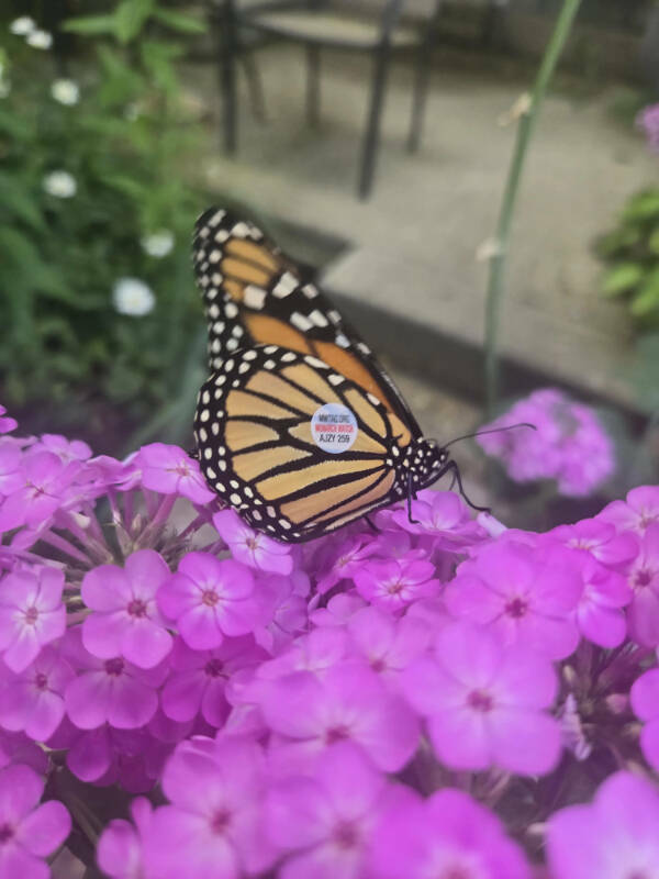 Little Things That Catch the Eye