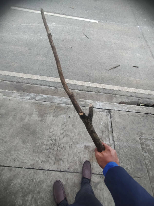 Such A Pleasure For The Eyes