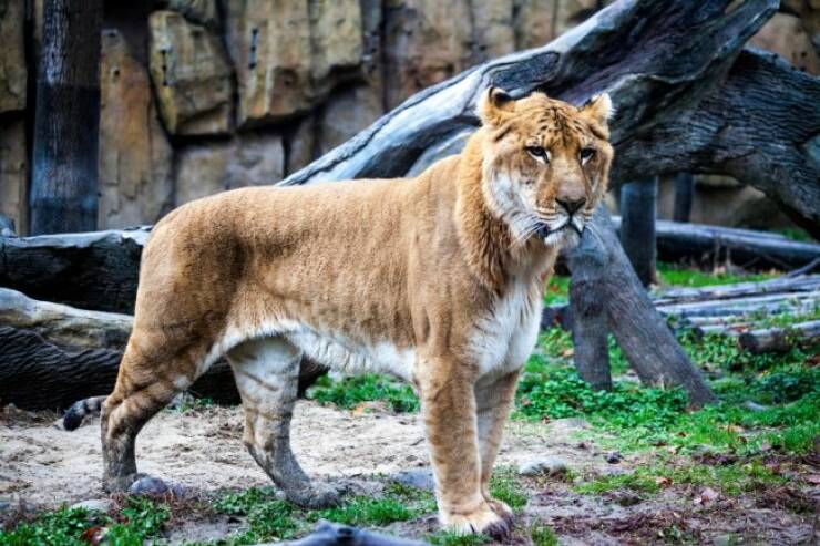 Wild Hybrid Animals You Won’t Believe Exist Wild Hybrid Animals You Won’t Believe Exist