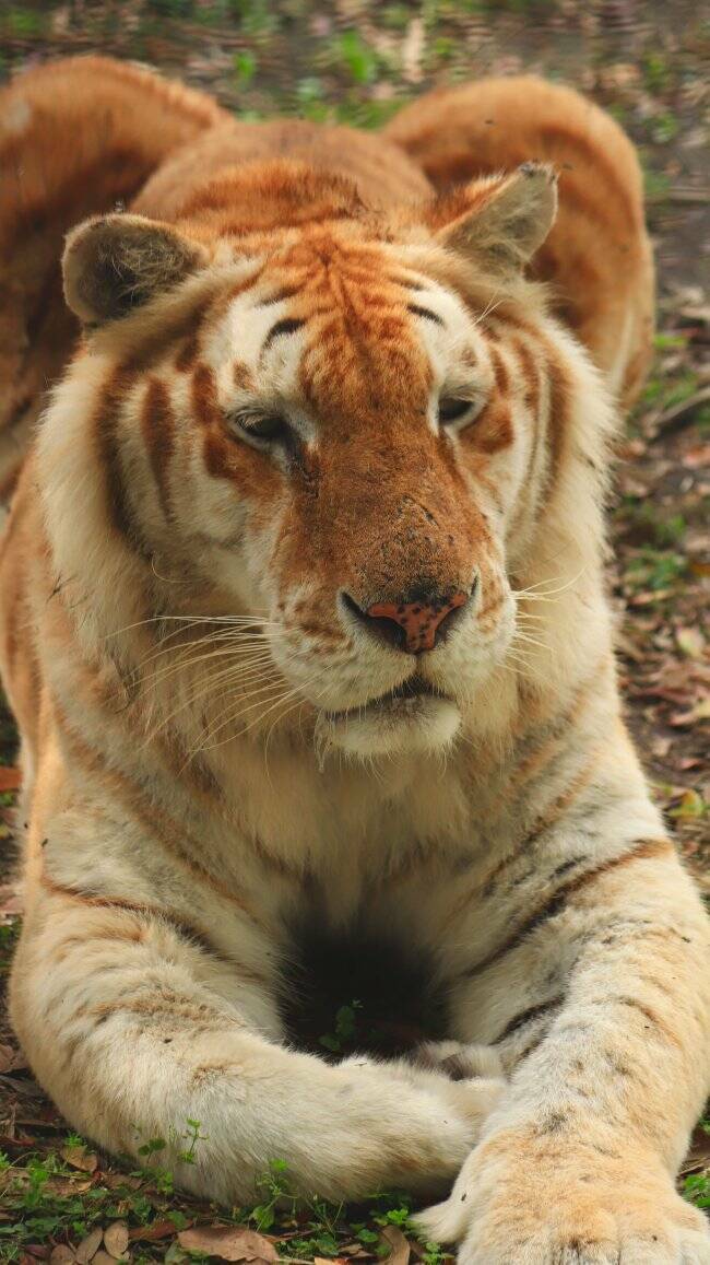 Wild Hybrid Animals You Won’t Believe Exist Wild Hybrid Animals You Won’t Believe Exist