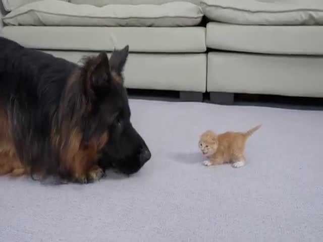 What Is This Tiny Little Fluffball?