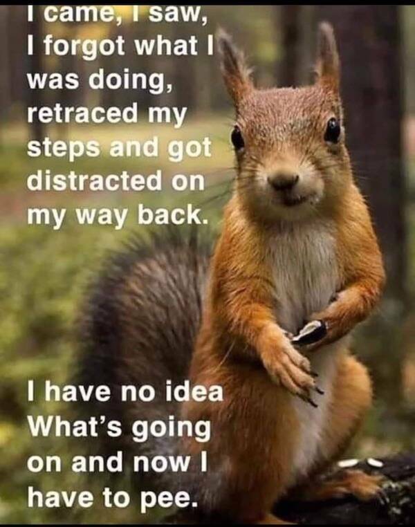 Memes Full of Pure Wis-DUMB