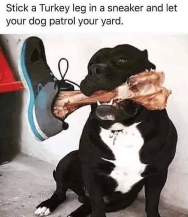 Memes Full of Pure Wis-DUMB