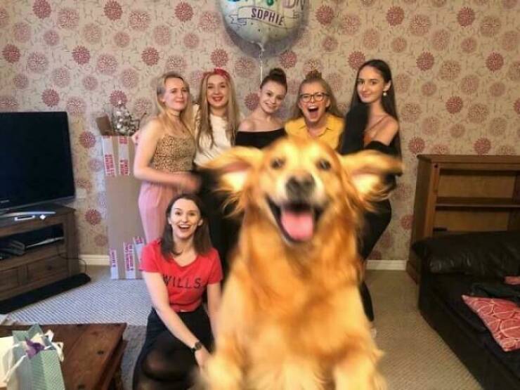 Pets Who Photobombed Their Way to Stardom Pets Who Photobombed Their Way to Stardom